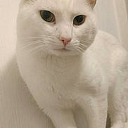 Ghost is registered to the contest to win money with this photo: alert, animal, cat, closeup, curious, cute, domestic_cat, ears, feline, fur, indoor, looking, mammal, paws, pet, portrait, quiet, standing, whiskers, white_cat