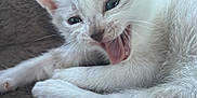 Zira participe au concours pour gagner de l'argent avec cette photo : adorable, animal, blanket, cat, closeup, cozy, cute, ears, feline, fur, indoor, kitten, mouth_open, paw, pet, playful, resting, soft_texture, whiskers, white_fur