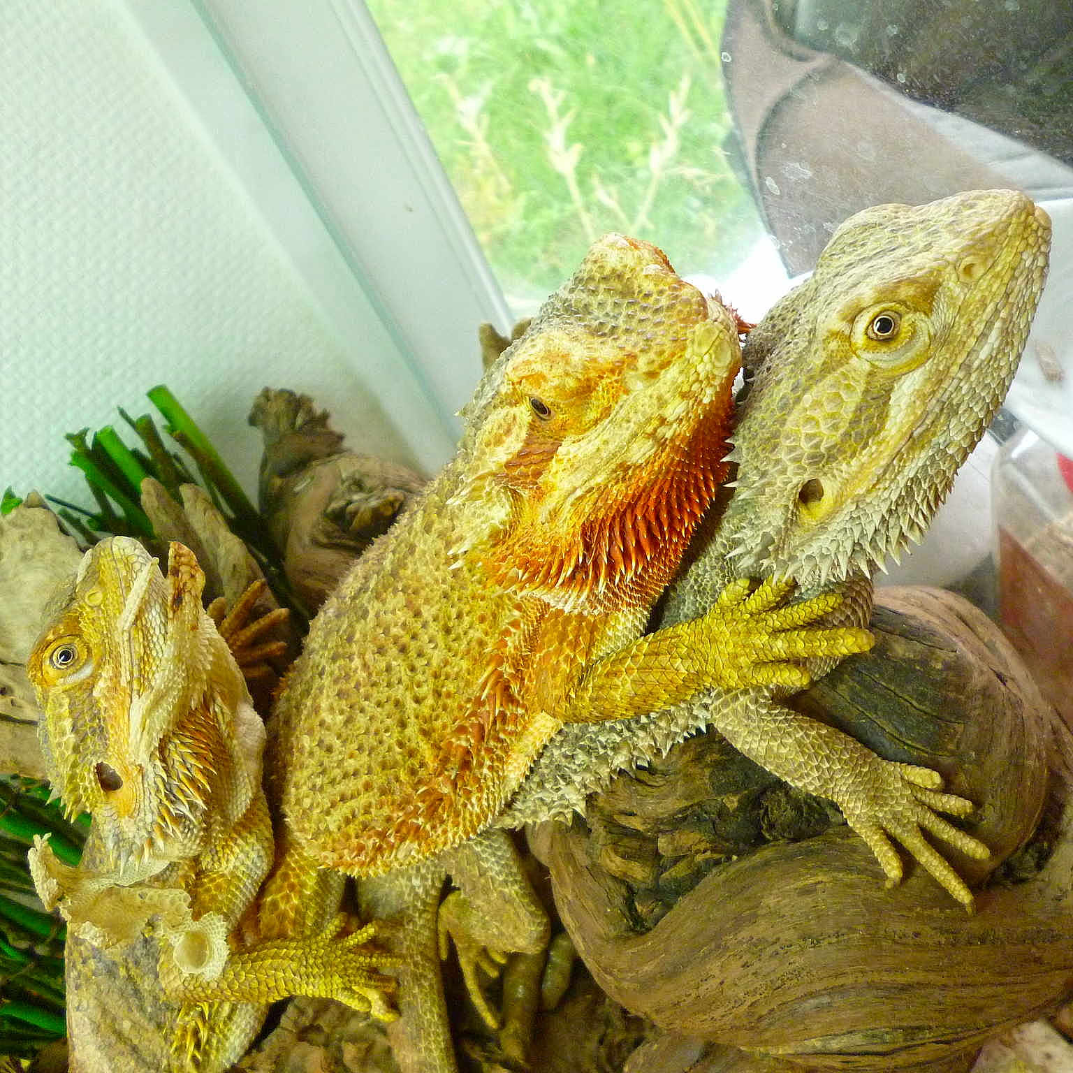 Petite famille