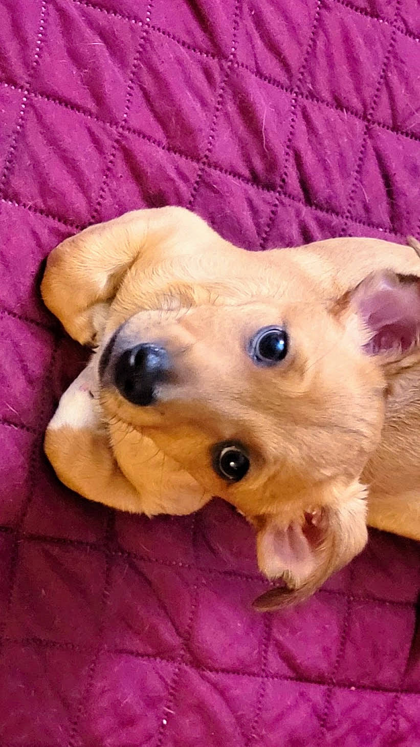 Little Louie joined the competition — help win amazing prizes! carnivore, collar, companion_dog, dog, dog_breed, dog_clothes, dog_supply, ear, fawn, fur, pet_supply, pink, smile, snout, sporting_group, stuffed_toy, toy, toy_dog, whiskers, working_animal