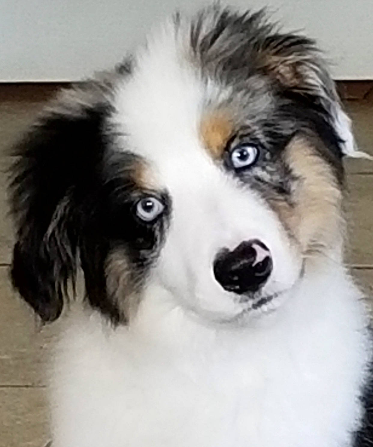 Groot joined the competition — help win amazing prizes! ancient_dog_breeds, art, border_collie, canidae, carnivore, companion_dog, dog, dog_breed, fur, herding_dog, snout, sporting_group, terrestrial_animal, whiskers, working_animal, working_dog