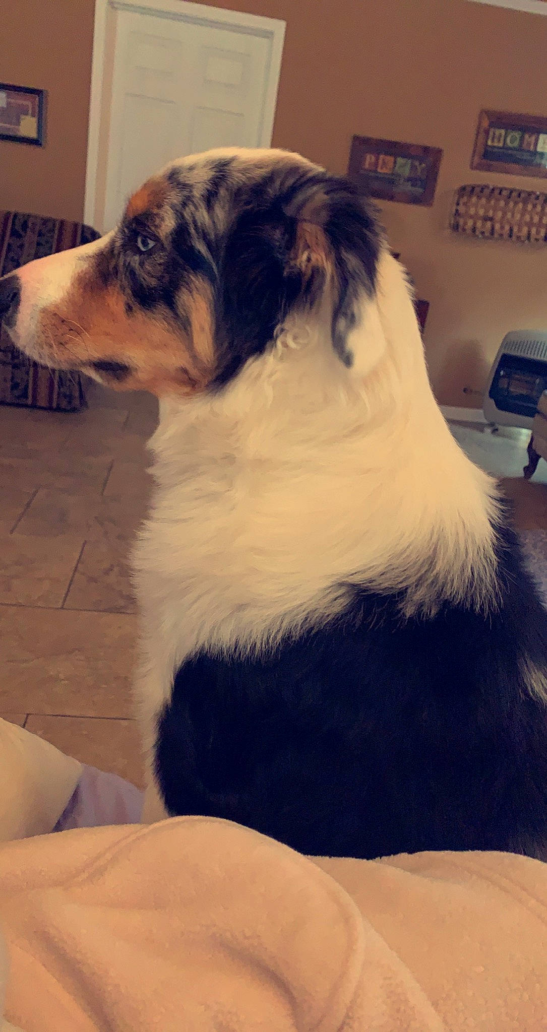 Groot is registered to the contest to win money with this photo: ancient_dog_breeds, border_collie, canidae, carnivore, companion_dog, dog, dog_breed, flooring, fur, giant_dog_breed, herding_dog, snout, sporting_group, tints_and_shades, whiskers, working_animal, working_dog