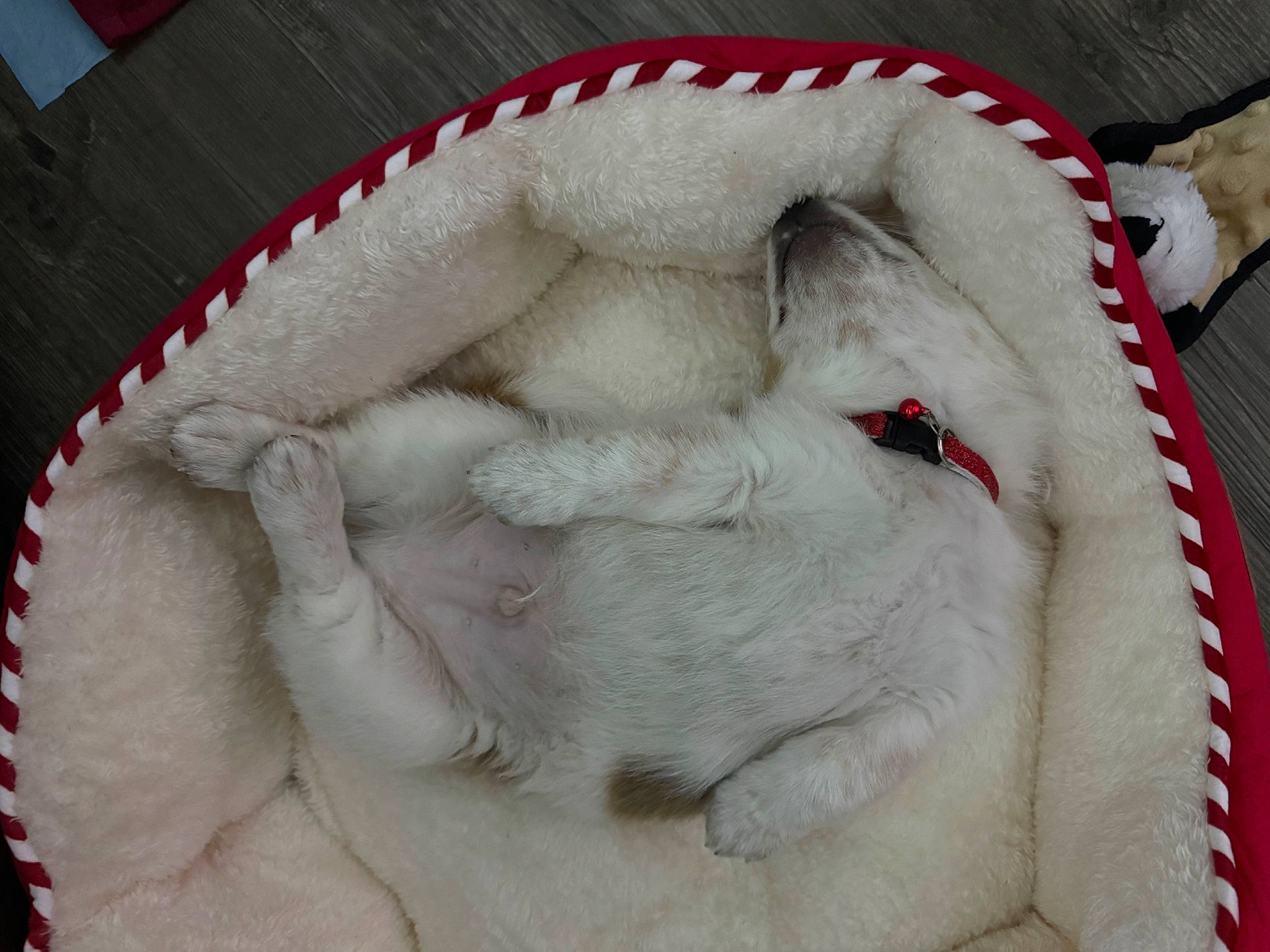 Elvis joined the competition — help win amazing prizes! carmine, carnivore, cat, claw, comfort, corgi_chihuahua, fawn, felidae, fur, fur_clothing, linens, natural_material, paw, small_to_medium_sized_cats, snout, sporting_group, tail, terrestrial_animal, wool