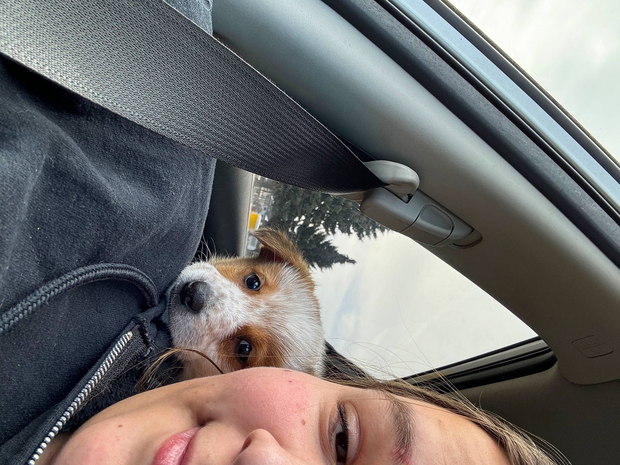 Elvis joined the competition — help win amazing prizes! auto_part, automotive_exterior, automotive_lighting, automotive_mirror, car, car_seat, car_seat_cover, carnivore, companion_dog, dog, dog_breed, fawn, hood, motor_vehicle, personal_luxury_car, smile, steering_wheel, vehicle, vehicle_door, window