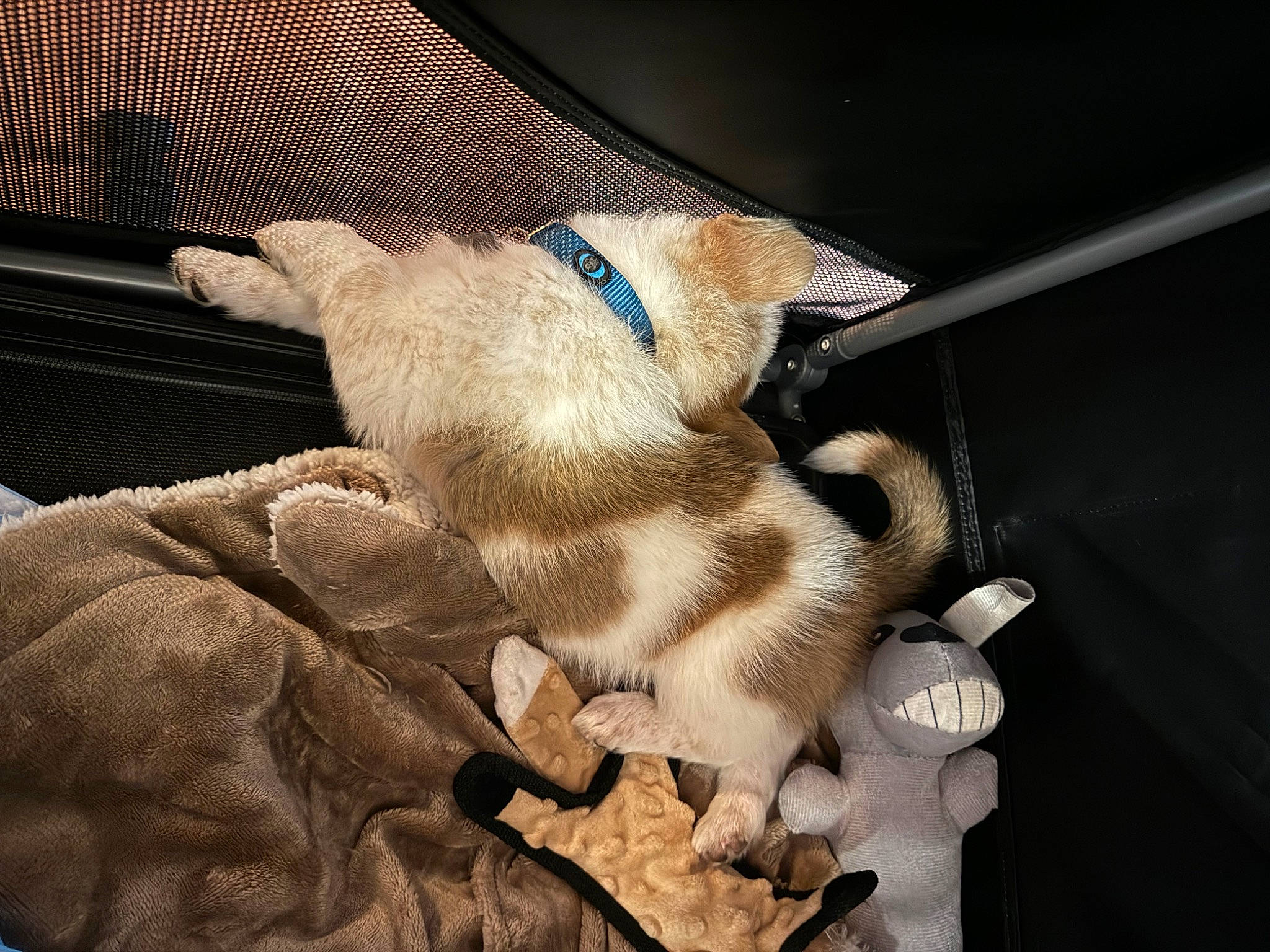 Elvis joined the competition — help win amazing prizes! canidae, carnivore, claw, collar, comfort, companion_dog, dog_breed, dog_collar, domestic_short_haired_cat, fawn, felidae, fur, paw, small_to_medium_sized_cats, snout, sporting_group, tail, whiskers, wood, working_animal