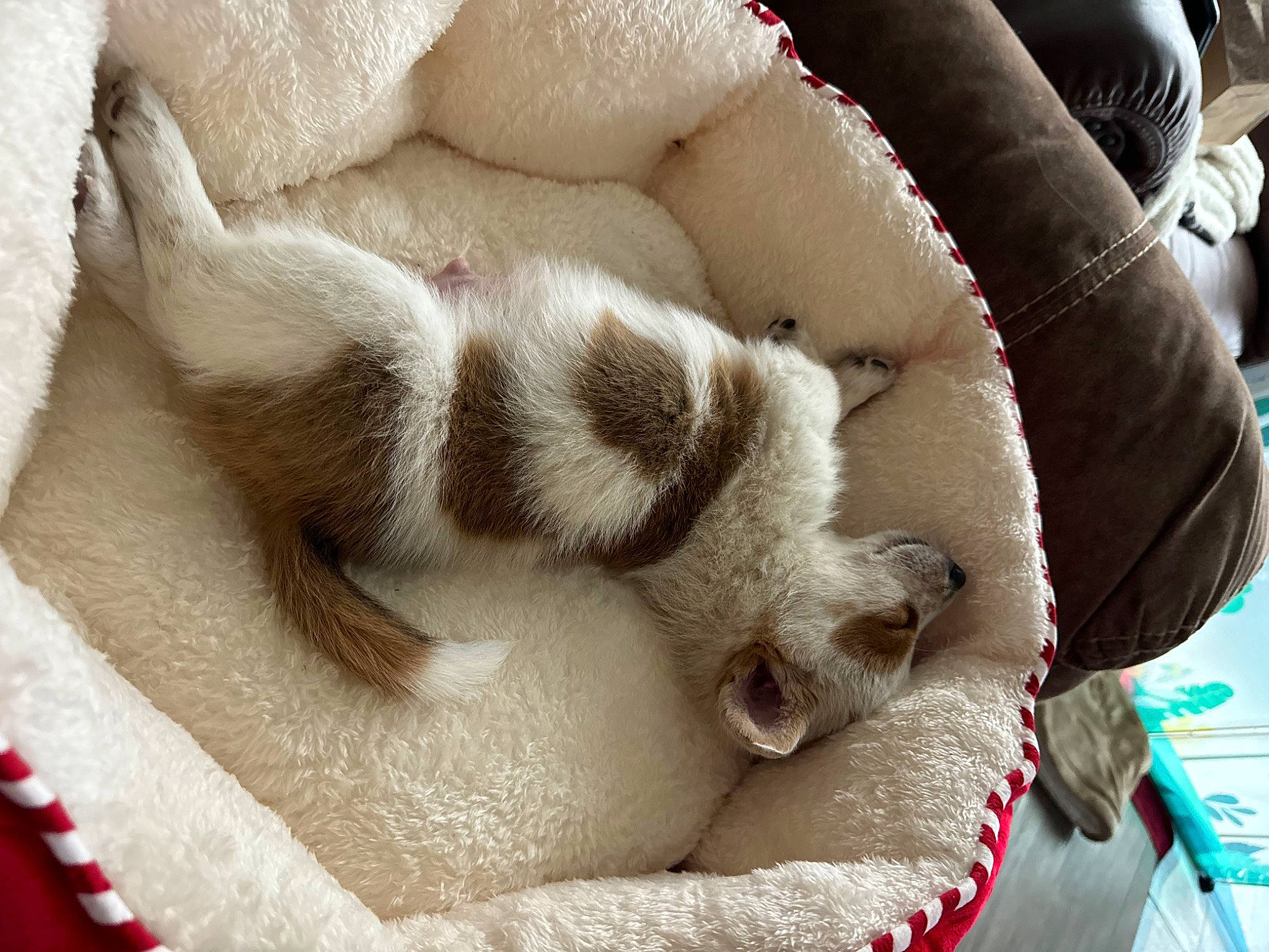 Elvis joined the competition — help win amazing prizes! canidae, carmine, carnivore, cat, cat_bed, comfort, companion_dog, dog_breed, fawn, felidae, fur, nap, paw, small_to_medium_sized_cats, snout, tail, terrestrial_animal, textile, whiskers, white