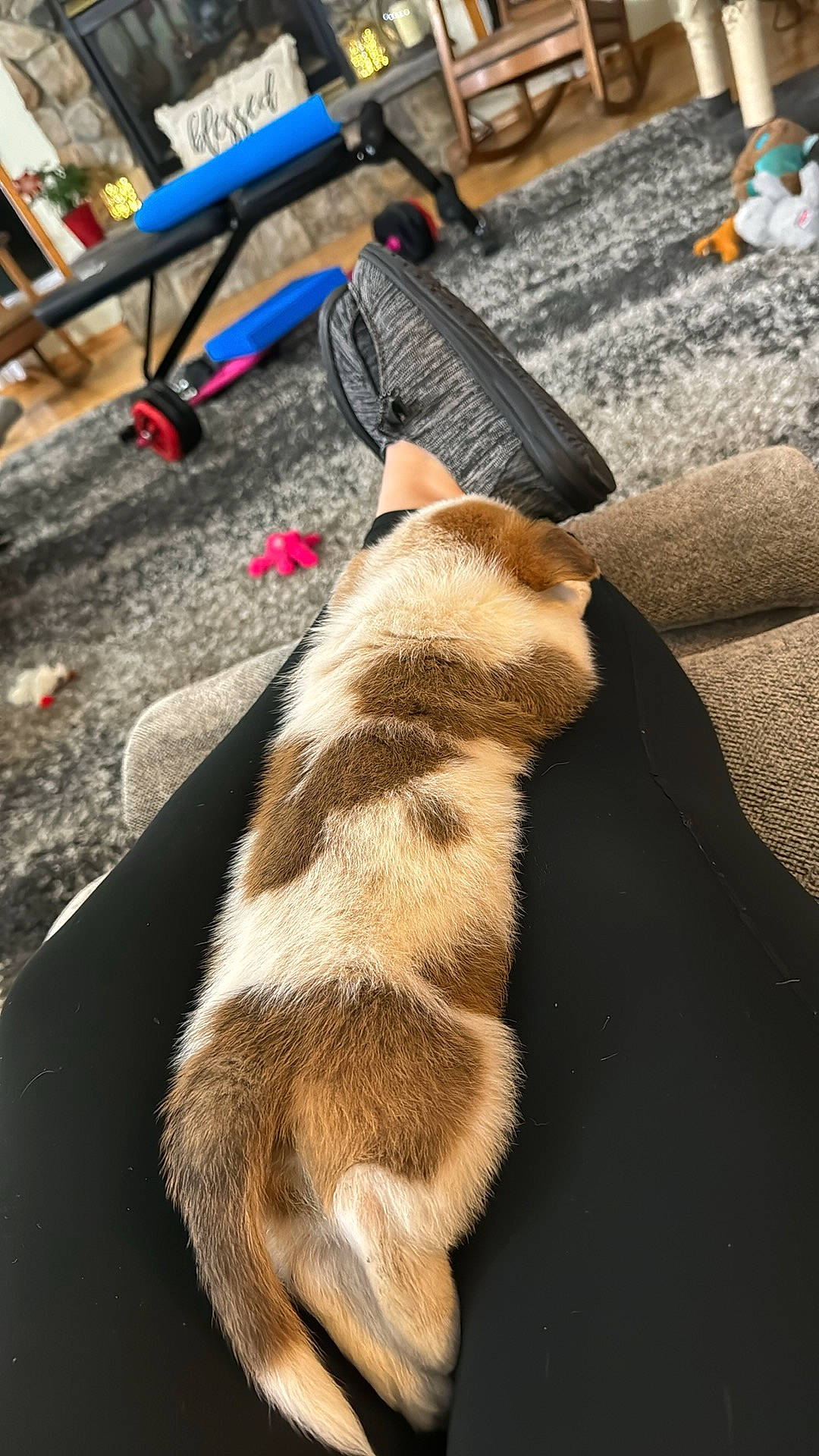 Elvis is registered to the contest to win money with this photo: bicycle_tire, companion_dog, dog_breed, felidae, flooring, foot, fur, human_leg, linens, small_to_medium_sized_cats, tail, whiskers, wood, working_animal