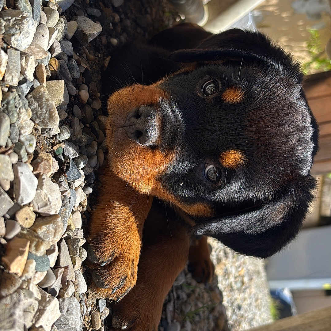 Aïko
