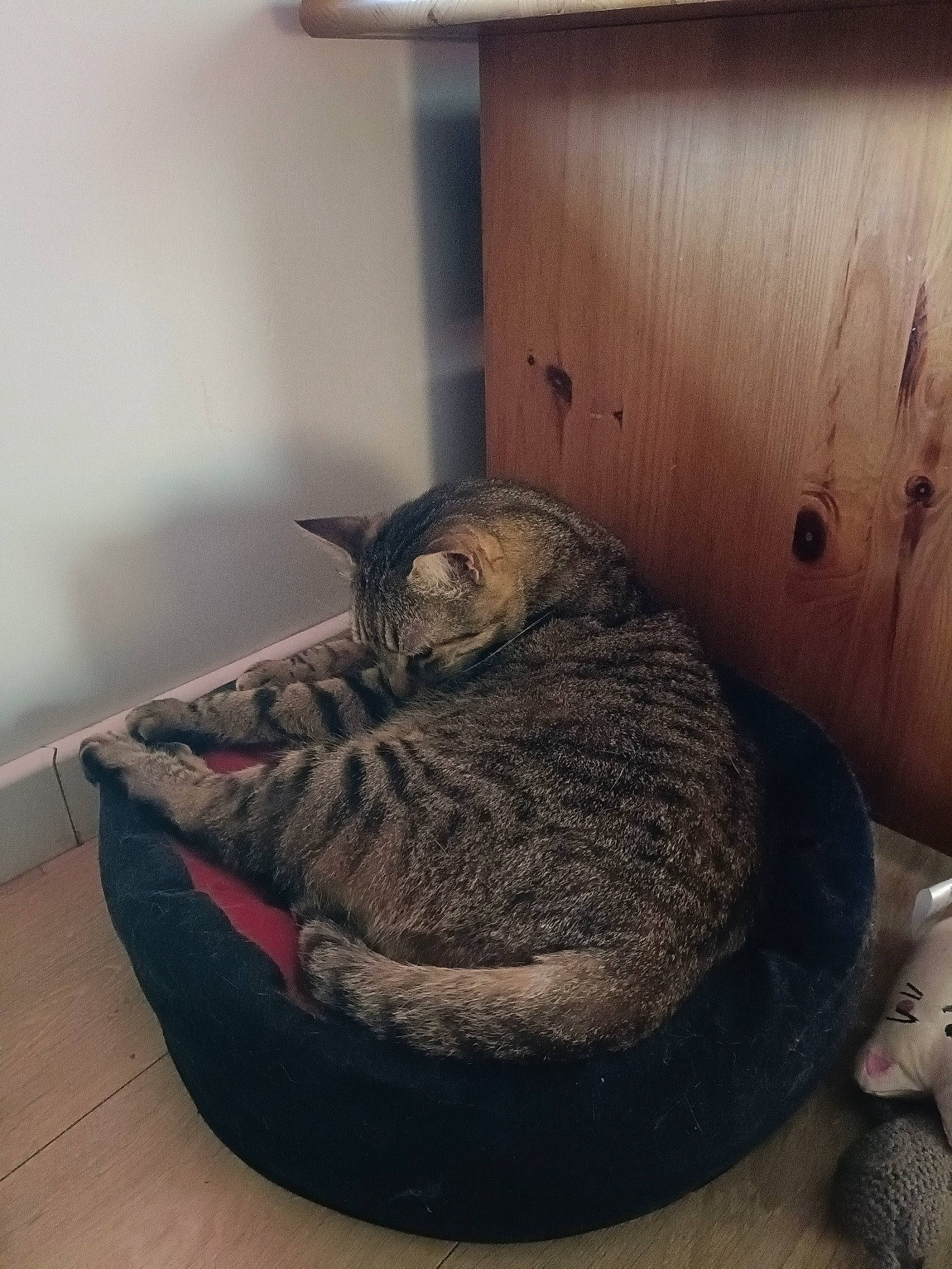 Pinoute a rejoint le concours — aidez-le/la à gagner de superbes lots ! black_cat, carnivore, cat, cat_bed, cat_supply, comfort, domestic_short_haired_cat, felidae, flooring, fur, grey, hardwood, nap, room, small_to_medium_sized_cats, table, tail, terrestrial_animal, whiskers, wood