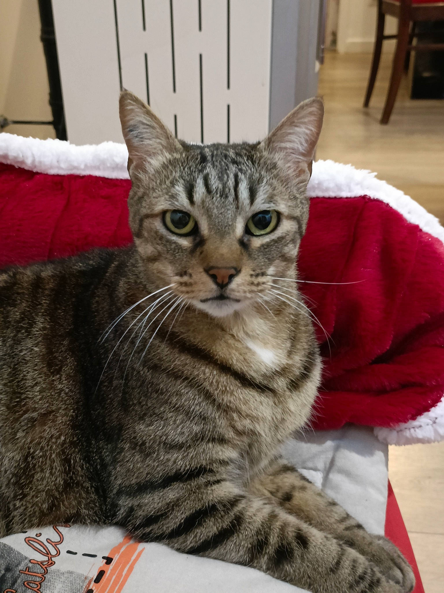 Pinoute participe au concours pour gagner de l'argent avec cette photo : carnivore, cat, comfort, domestic_short_haired_cat, felidae, fur, hardwood, paw, sitting, small_to_medium_sized_cats, snout, tail, terrestrial_animal, whiskers