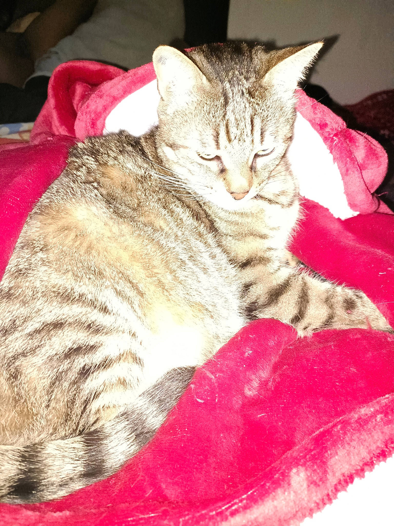 Pinoute participe au concours pour gagner de l'argent avec cette photo : carnivore, cat, cat_supply, claw, comfort, domestic_short_haired_cat, felidae, fur, linens, nap, paw, sitting, sleep, small_to_medium_sized_cats, snout, tail, whiskers