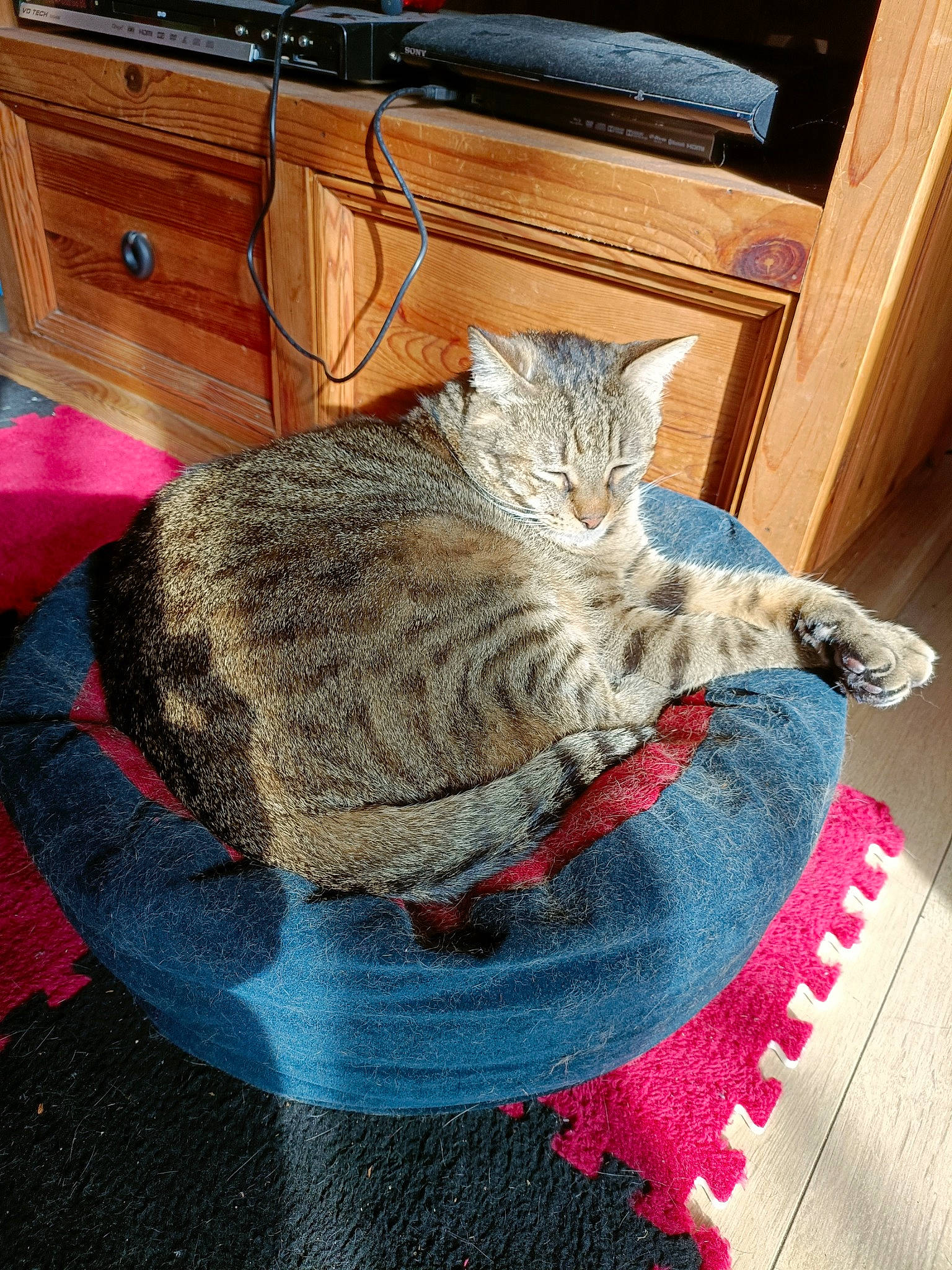 Pinoute participe au concours pour gagner de l'argent avec cette photo : cabinetry, carnivore, cat, chest_of_drawers, comfort, desk, domestic_short_haired_cat, drawer, felidae, flooring, fur, grey, hardwood, mammal, small_to_medium_sized_cats, table, tail, whiskers, wood, woolen