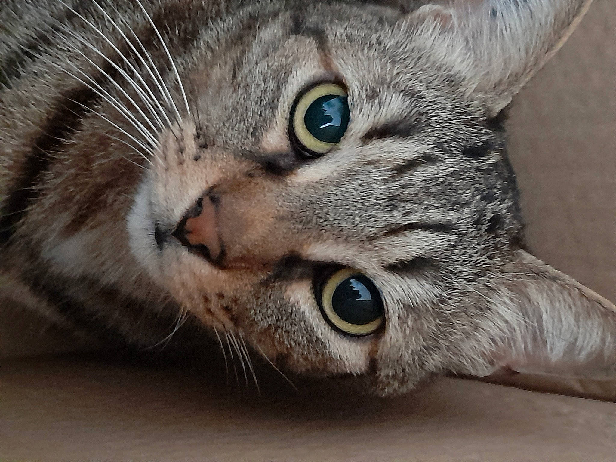 Pinoute a rejoint le concours — aidez-le/la à gagner de superbes lots ! carnivore, cat, close_up, domestic_short_haired_cat, ear, felidae, fur, grey, small_to_medium_sized_cats, snout, terrestrial_animal, whiskers, wildlife