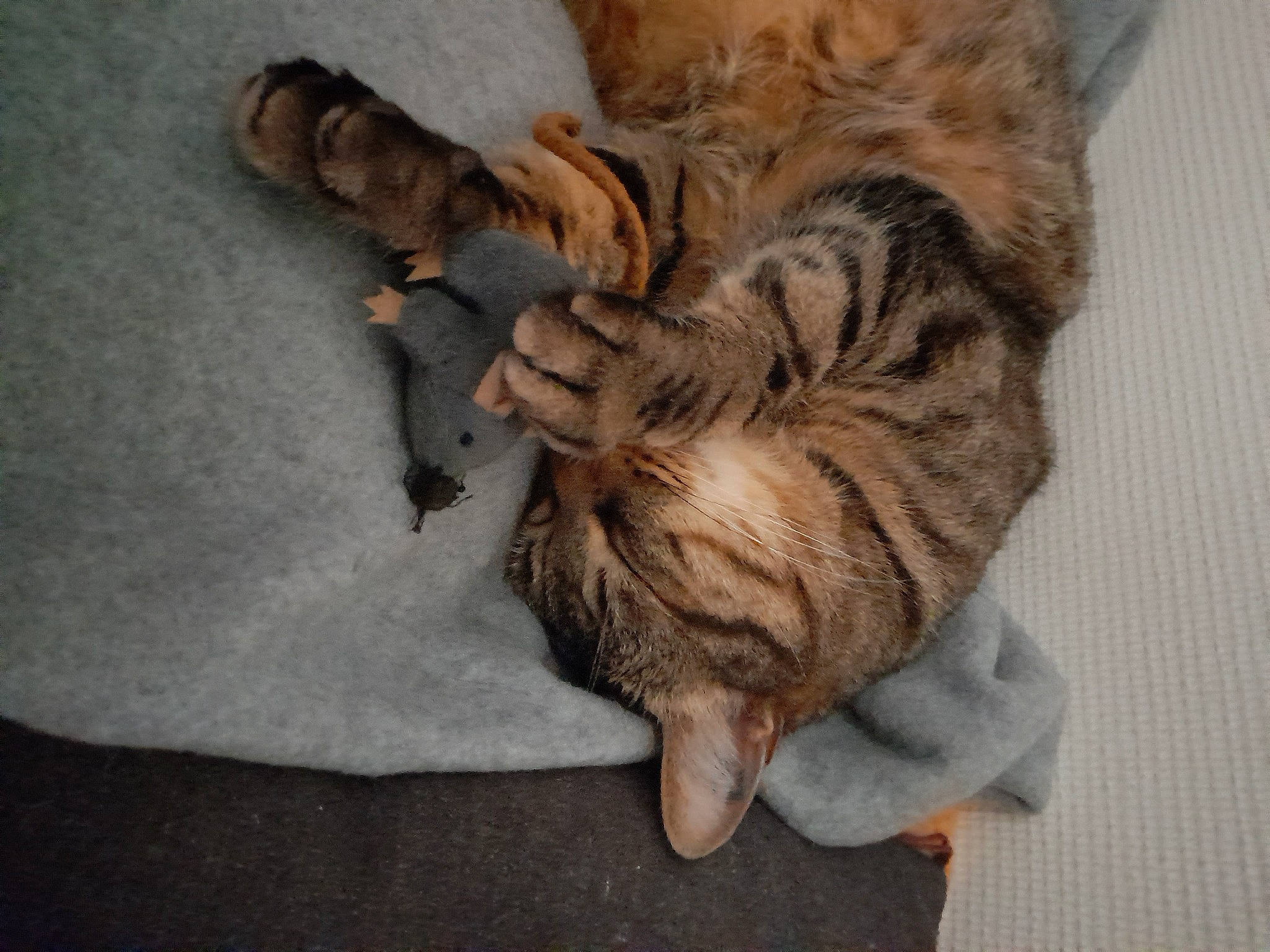 Pinoute participe au concours pour gagner de l'argent avec cette photo : carnivore, cat, claw, comfort, domestic_short_haired_cat, fawn, felidae, foot, fur, gesture, nap, pattern, paw, sleep, small_to_medium_sized_cats, snout, tail, terrestrial_animal, whiskers, wood