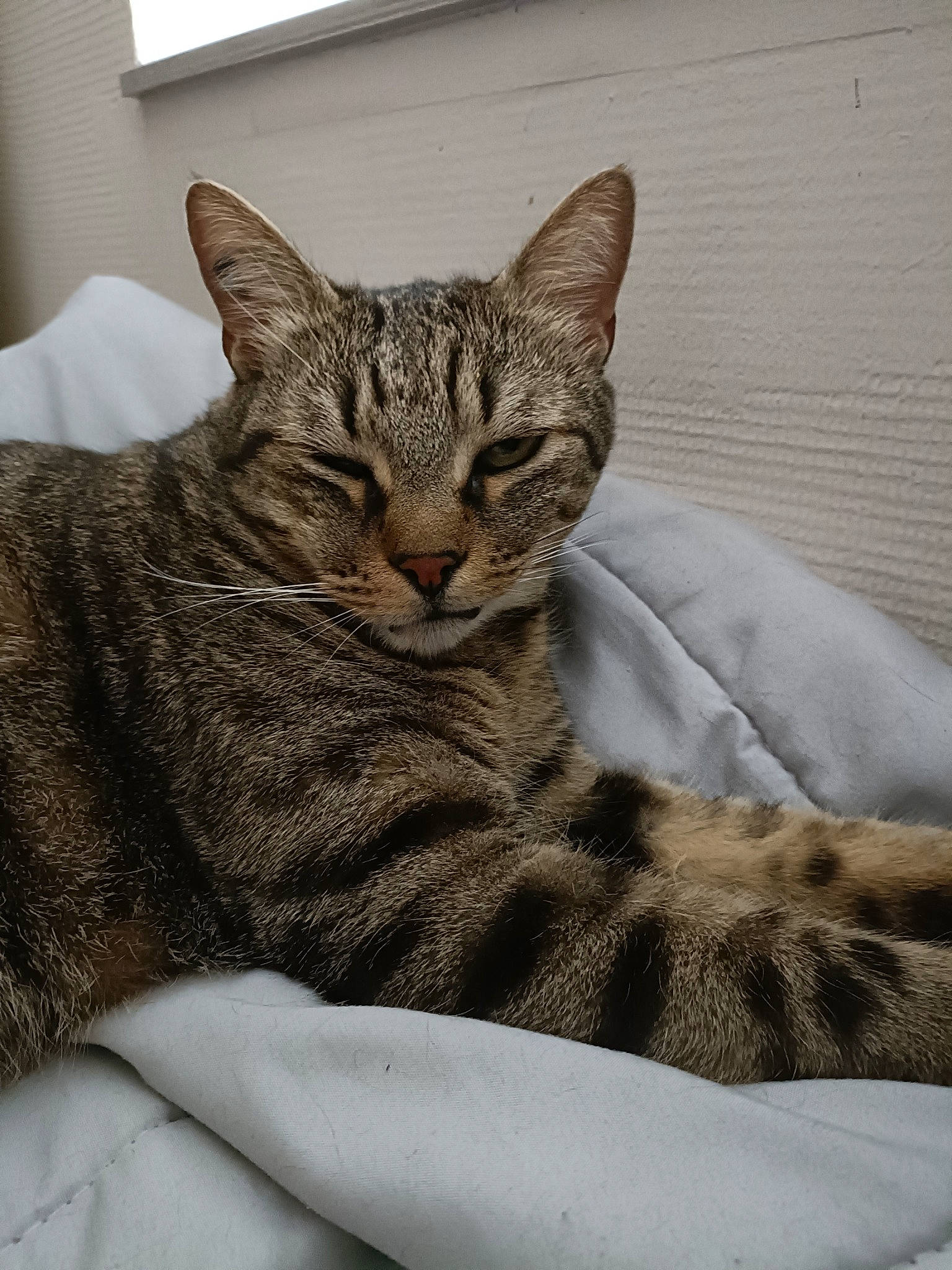 Pinoute participe au concours pour gagner de l'argent avec cette photo : carnivore, cat, cat_supply, comfort, domestic_short_haired_cat, felidae, fur, grey, linens, paw, sitting, small_to_medium_sized_cats, snout, terrestrial_animal, whiskers, wildlife