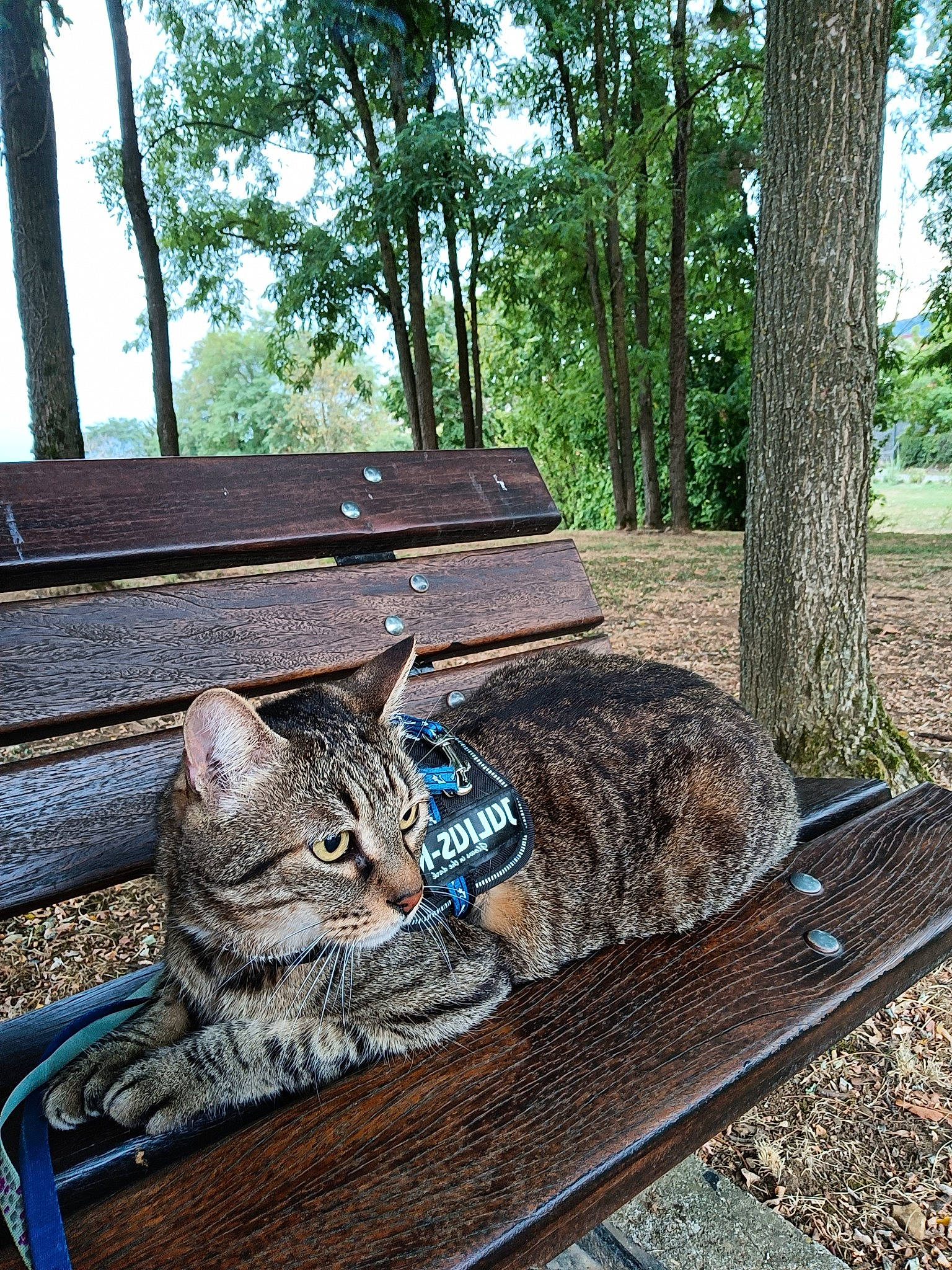 Pinoute a rejoint le concours — aidez-le/la à gagner de superbes lots ! automotive_exterior, bench, carnivore, cat, felidae, grass, leisure, mammal, outdoor_bench, outdoor_furniture, plant, shade, small_to_medium_sized_cats, tail, track, tree, trunk, vertebrate, whiskers, wood