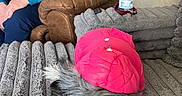 Snookie joined the competition — help win amazing prizes! animal, brown_leather_recliner, casual, clothing, comfort, cozy, dog, furniture, gray_blanket, home, indoor, man, partial_face, pet, pink_jacket, relaxation, resting, seated, texture, water_bottle