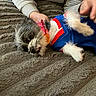 Snookie is registered to the contest to win money with this photo: animal, blanket, blue, comfort, cozy, cute, dog, fur, gray, hand, indoor, jersey, paw, pet, red, relaxing, resting, small_dog, sweatshirt, texture