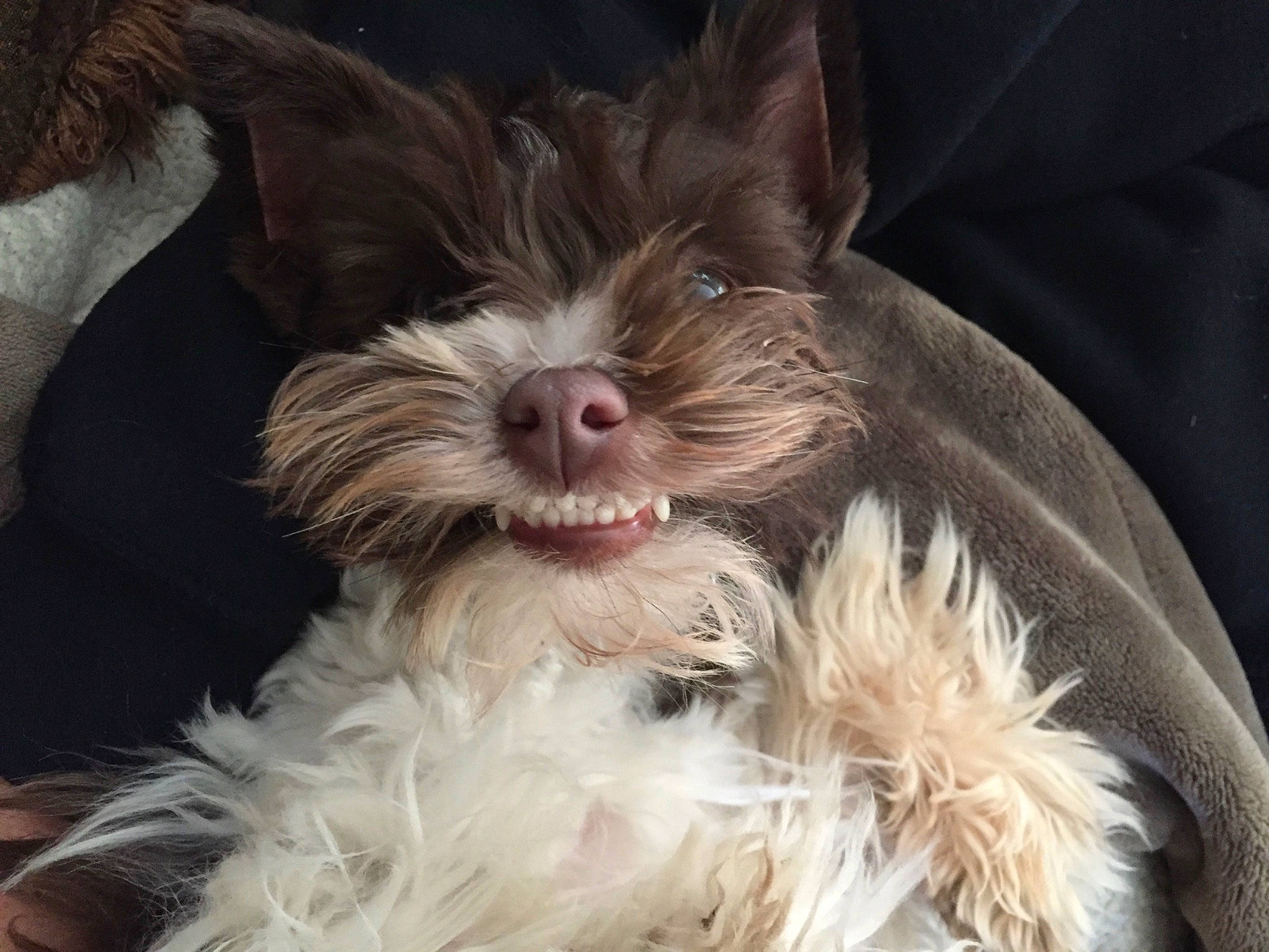 Abbie joined the competition — help win amazing prizes! canidae, carnivore, comfort, companion_dog, dog, dog_breed, dog_supply, ear, eye, fawn, fur, head, human_body, liver, snout, sporting_group, sunglasses, toy_dog, whiskers, working_animal