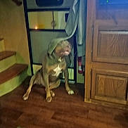 Hoss is registered to the contest to win money with this photo: dog, indoor, wooden_floor, stairs, cabinet, television, cloth, pet, brown_dog, floor, furniture, house, living_room, domestic_animal, animal, canine, sitting, playful, blurry, curtain