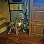dog, indoor, wooden_floor, stairs, cabinet, television, cloth, pet, brown_dog, floor, furniture, house, living_room, domestic_animal, animal, canine, sitting, playful, blurry, curtain