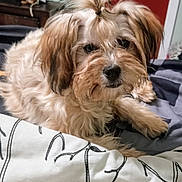 Skyy joined the competition — help win amazing prizes! animal, bed, blanket, canine, cozy, curious, cute, dog, domestic_animal, face, fluffy, fur, hair_tie, indoor, paw, pet, portrait, relaxed, resting, small_dog