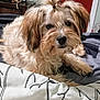 animal, bed, blanket, canine, cozy, curious, cute, dog, domestic_animal, face, fluffy, fur, hair_tie, indoor, paw, pet, portrait, relaxed, resting, small_dog