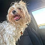 Skyy is registered to the contest to win money with this photo: animal, canine, car_interior, close_up, collar, companion, curly_fur, dog, fur, happy, indoor, long_hair, pet, seat, smiling, sunlight, tag, tongue_out, transport, window