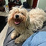 bag, bed, black_rug, canine, casual, curly_hair, dog, door, dresser, floor, fluffy, furniture, happy, indoor, jeans, personal_items, pet, room, smiling, tongue_out