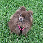 Peanut joined the competition — help win amazing prizes! dog, pomeranian, fluffy, brown, grass, outdoor, pet, animal, cute, small_dog, fur, canine, sitting, harness, nature, greenery, adorable, head_tilt, companion, portrait