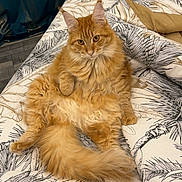 Venus a rejoint le concours — aidez-le/la à gagner de superbes lots ! cat, orange_cat, fluffy, longhaired, feline, pet, animal, indoors, bed, bedspread, bedroom, bedding, patterned_fabric, curtains, relaxed, lying_down, sitting, tail, whiskers, portrait