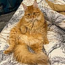 cat, orange_cat, fluffy, longhaired, feline, pet, animal, indoors, bed, bedspread, bedroom, bedding, patterned_fabric, curtains, relaxed, lying_down, sitting, tail, whiskers, portrait