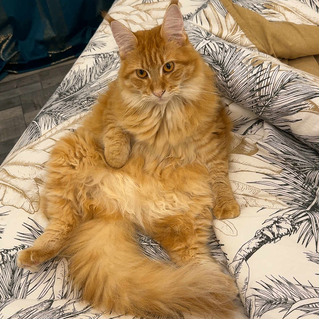 Venus a rejoint le concours — aidez-le/la à gagner de superbes lots ! cat, orange_cat, fluffy, longhaired, feline, pet, animal, indoors, bed, bedspread, bedroom, bedding, patterned_fabric, curtains, relaxed, lying_down, sitting, tail, whiskers, portrait
