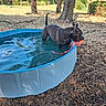 Aïka participe au concours pour gagner de l'argent avec cette photo : dog, pool, water, toy, outdoor, grass, tree, sunlight, pet, playful, summer, animal, backyard, nature, blue, black, ground, recreation, canine, daylight