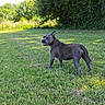 dog, grass, outdoor, greenery, tree, pet, canine, sunlight, nature, animal, field, guarding, daylight, mammal, standing, park, leisure, summer, landscape, fur