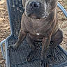 dog, animal, pet, chair, outdoor, brown, fur, ears, eyes, sitting, metal, nature, ground, portrait, canine, looking_up, paw, snout, calm, curious