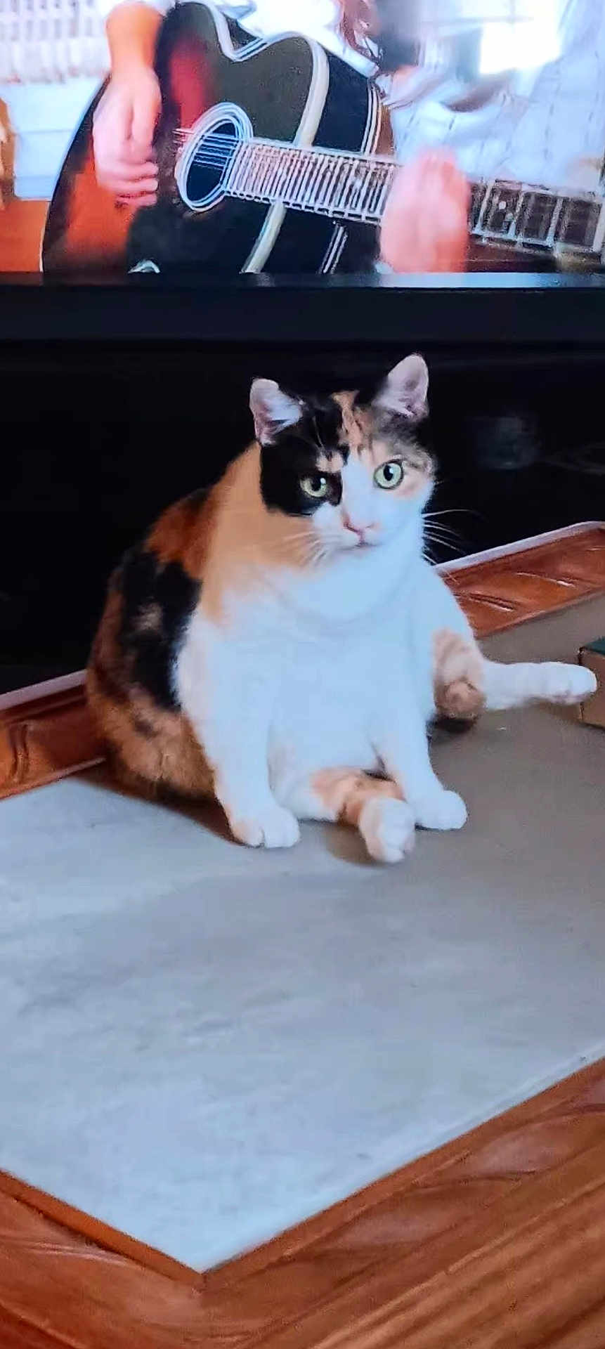 Callie joined the competition — help win amazing prizes! cat, calico, indoor, table, television, guitar, person, sitting, pet, feline, fur, animal, home, wood, music, background, expression, closeup, domestic, relaxed