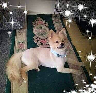 Merlo is registered to the contest to win money with this photo: ancient_dog_breeds, canidae, carnivore, companion_dog, dog, dog_breed, dog_supply, event, fawn, fur, metal, non_sporting_group, paw, photo_caption, snout, sporting_group, tail, toy_dog, working_animal