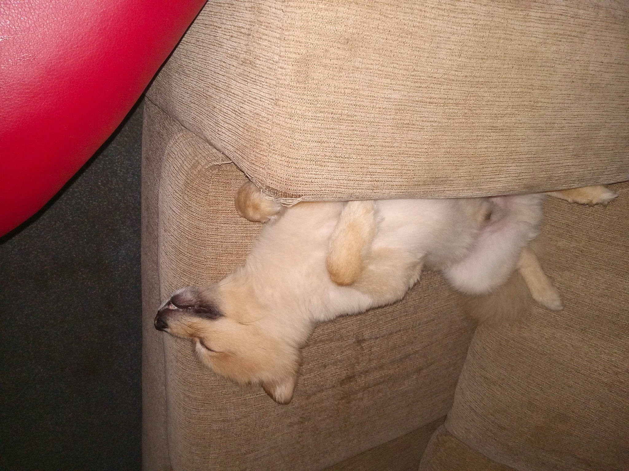 Merlo is registered to the contest to win money with this photo: canidae, carnivore, cat, claw, comfort, companion_dog, couch, dog_breed, fawn, felidae, fur, linens, nap, paw, small_to_medium_sized_cats, snout, sporting_group, tail, toy_dog, whiskers