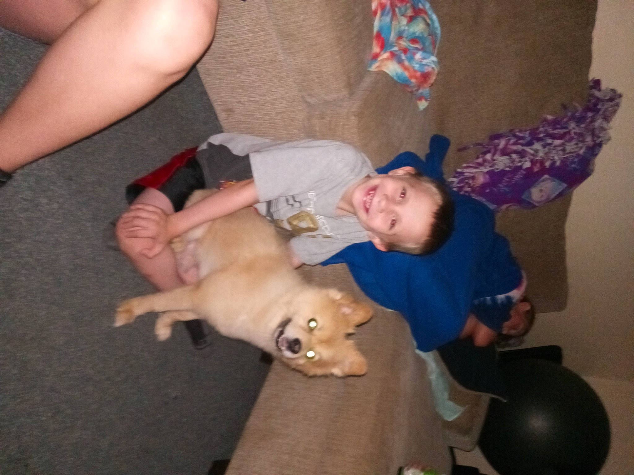 Merlo is registered to the contest to win money with this photo: baby, carnivore, child, comfort, companion_dog, dog, dog_breed, fawn, flooring, foot, fun, happy, human_leg, lap, sitting, sporting_group, tail, thigh, toddler, working_animal