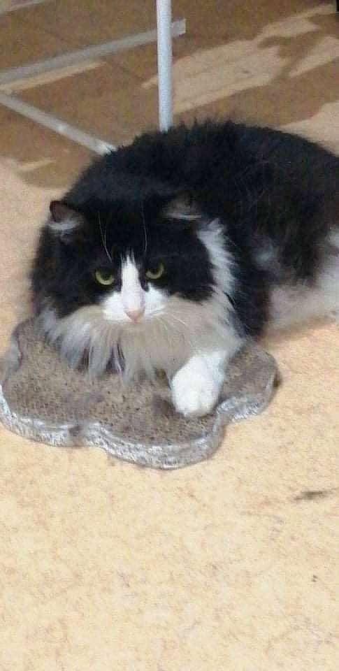 Ma Fifi a rejoint le concours — aidez-le/la à gagner de superbes lots ! carnivore, cat, claw, comfort, dog_breed, domestic_short_haired_cat, felidae, flooring, fur, hardwood, paw, small_to_medium_sized_cats, snout, tail, terrestrial_animal, whiskers, wood