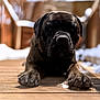 animal, blurred_background, brindle, calm, canine, closeup, daylight, dog, fence, lying_down, mammal, nature, outdoor, paw, pet, quiet, resting, snow, winter, wooden_deck