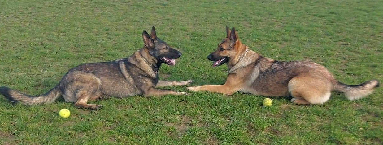 Ovalie Et Prada a rejoint le concours — aidez-le/la à gagner de superbes lots ! belgian_shepherd_malinois, canidae, carnivore, czechoslovakian_wolfdog, dog, dog_breed, east_european_shepherd, german_shepherd_dog, king_shepherd, kunming_wolfdog, laekenois, mammal, old_german_shepherd_dog, rare_breed_dog, shiloh_shepherd_dog, swedish_vallhund, tervuren, vertebrate, wolfdog, working_dog