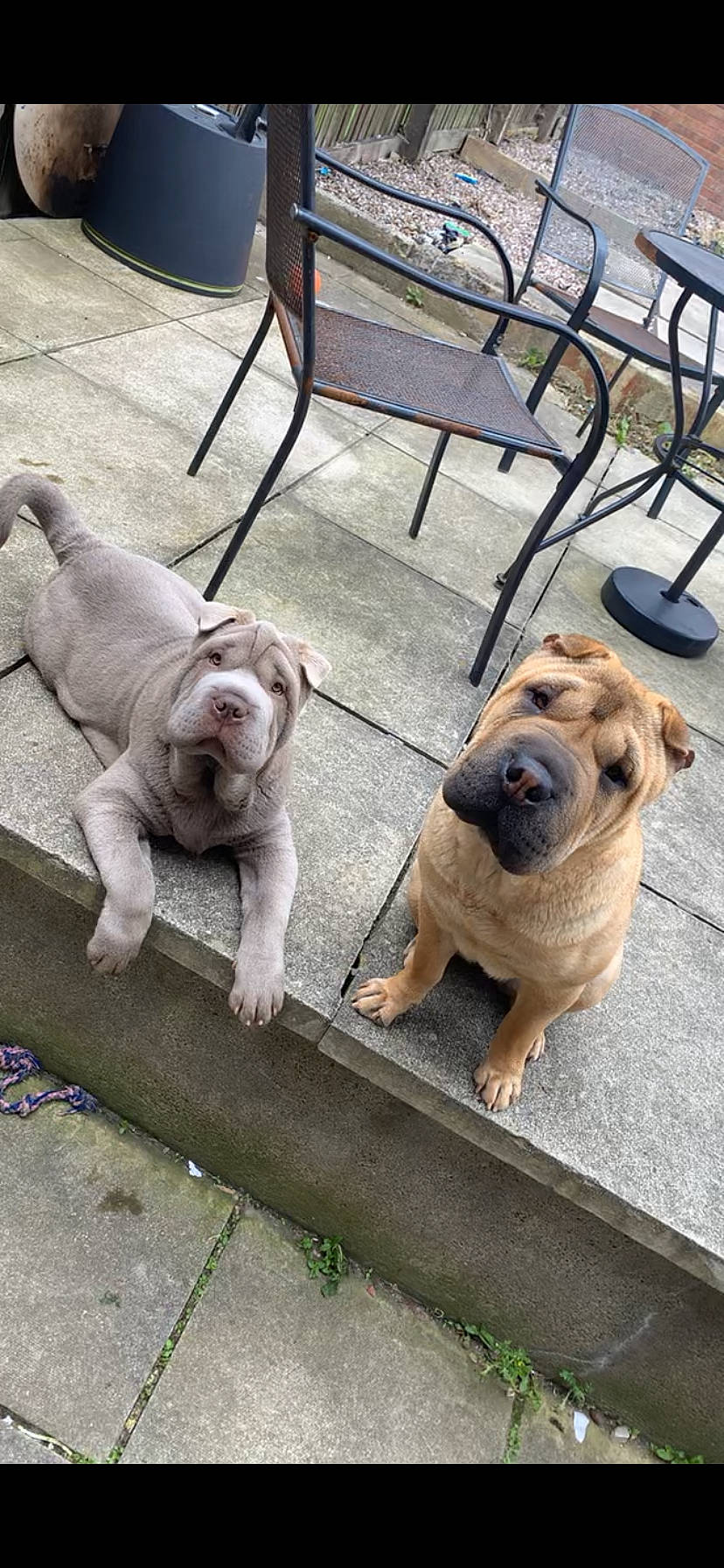 Luna is registered to the contest to win money with this photo: bulldog, canidae, carnivore, companion_dog, dog, dog_breed, fawn, floor, flooring, grass, molosser, plant, pug, road_surface, sidewalk, snout, sporting_group, toy_dog, working_animal, wrinkle