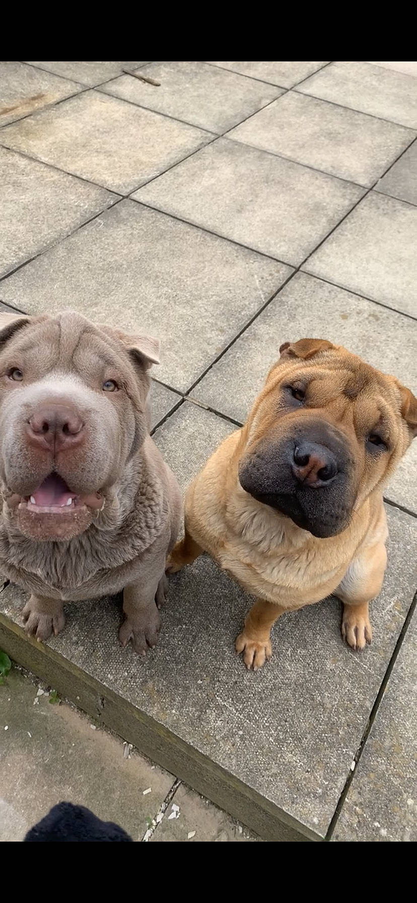 Luna is registered to the contest to win money with this photo: canidae, carnivore, companion_dog, dog, dog_breed, fawn, flooring, fur, liver, paw, pet_supply, puppy, shar_pei, snout, sporting_group, street_dog, terrestrial_animal, whiskers, working_animal, wrinkle