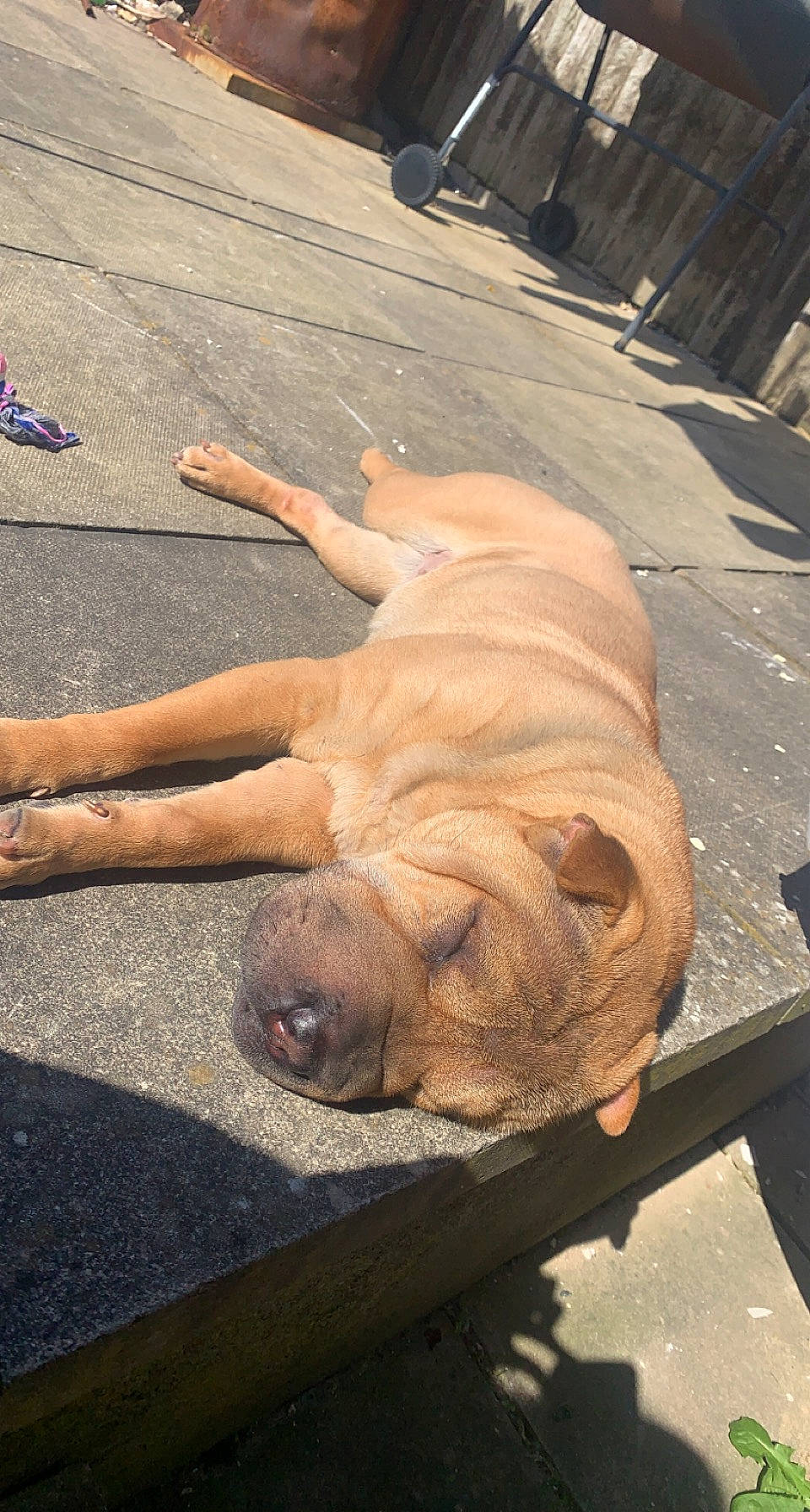 Luna is registered to the contest to win money with this photo: asphalt, canidae, carnivore, companion_dog, dog, dog_breed, fawn, foot, human_leg, non_sporting_group, road_surface, shadow, sidewalk, snout, sporting_group, tail, terrestrial_animal, wood, working_animal, wrinkle