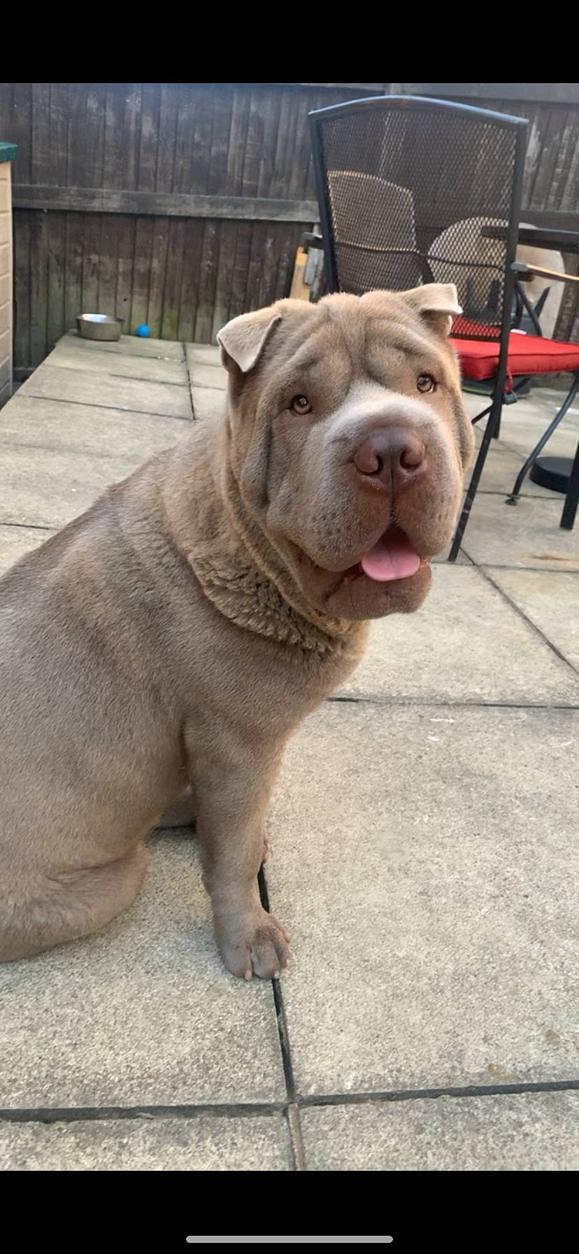 Blue joined the competition — help win amazing prizes! bulldog, canidae, carnivore, chair, collar, companion_dog, dog, dog_breed, fawn, flooring, liver, molosser, non_sporting_group, ori_pei, shar_pei, snout, sporting_group, terrestrial_animal, working_animal, wrinkle