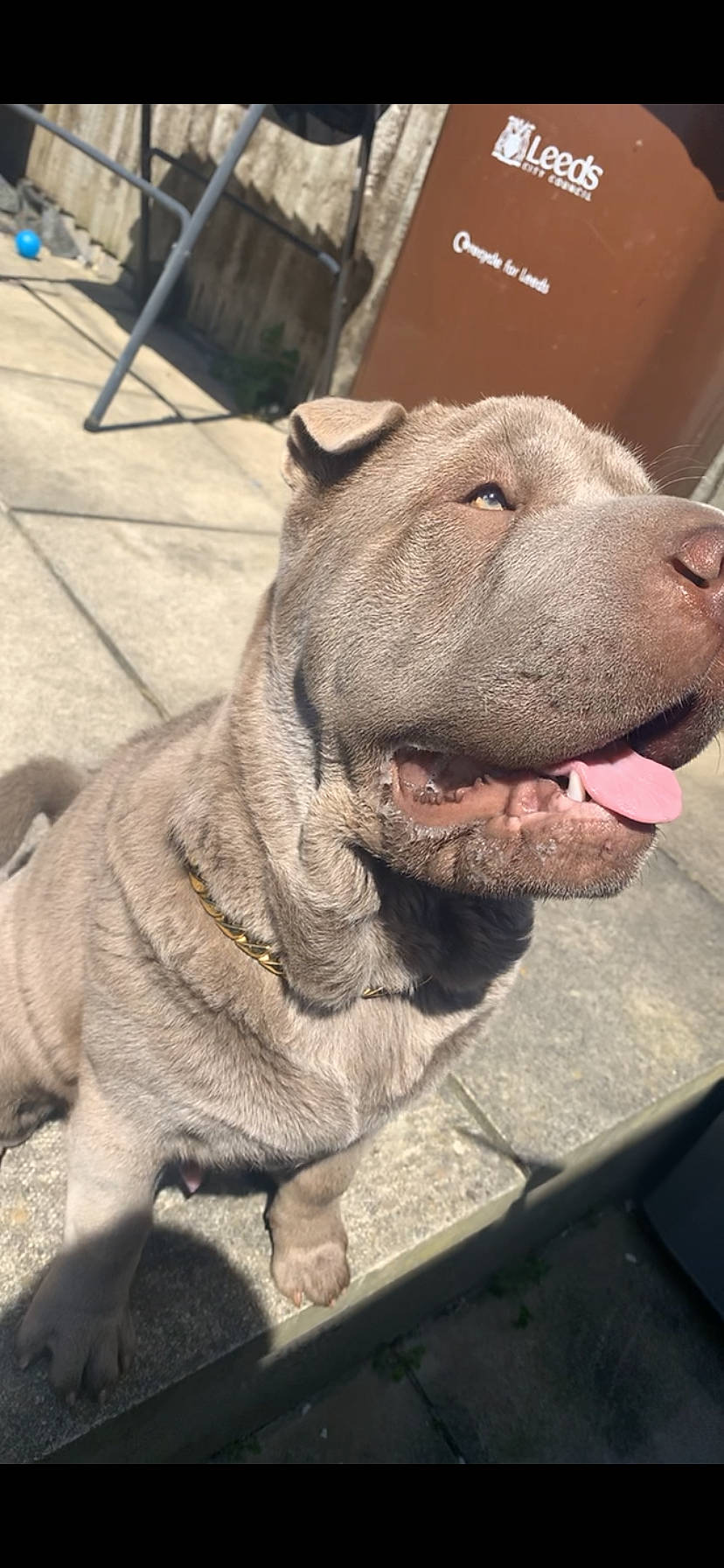 Blue joined the competition — help win amazing prizes! art, canidae, carnivore, collar, companion_dog, dog, dog_breed, fang, fawn, felidae, fur, jaw, liver, sculpture, snout, sporting_group, terrestrial_animal, whiskers, working_animal, wrinkle