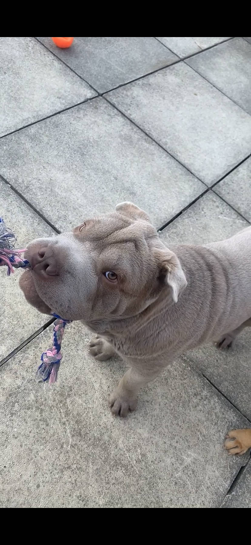 Blue is registered to the contest to win money with this photo: canidae, carnivore, collar, companion_dog, dog, dog_breed, dog_collar, fawn, flooring, grey, leash, paw, road_surface, snout, sporting_group, tail, terrestrial_animal, whiskers, working_animal, wrinkle