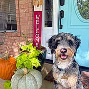Pawley Pearl joined the competition — help win amazing prizes! dog, pumpkin, porch, welcome_sign, scarecrow, plant, greenery, blue_door, brick_wall, smiling_dog, dog_collar, fall_decor, outdoor, pet, happy, leaf, concrete_floor, door_handle, window, mat